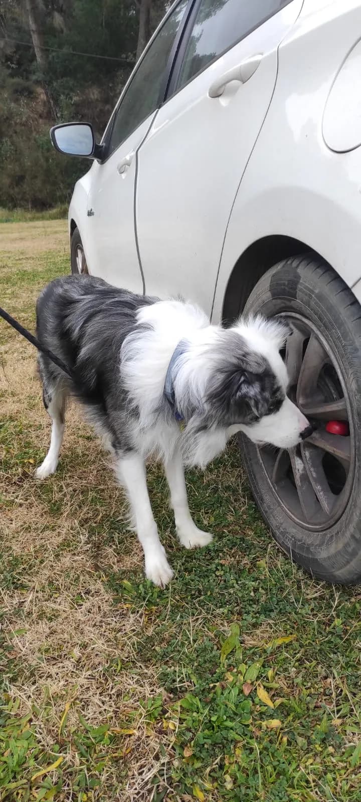 Perro rastreando olor en la zona de ruedas de un vehículo
