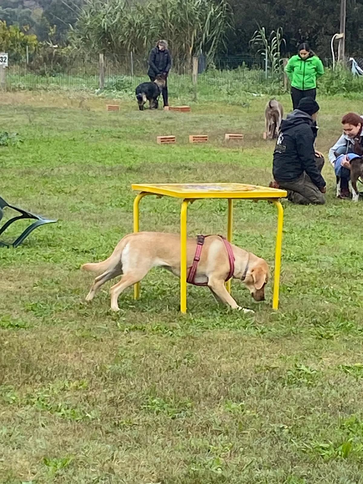 Búsqueda de olor al aire libre sobre hierba