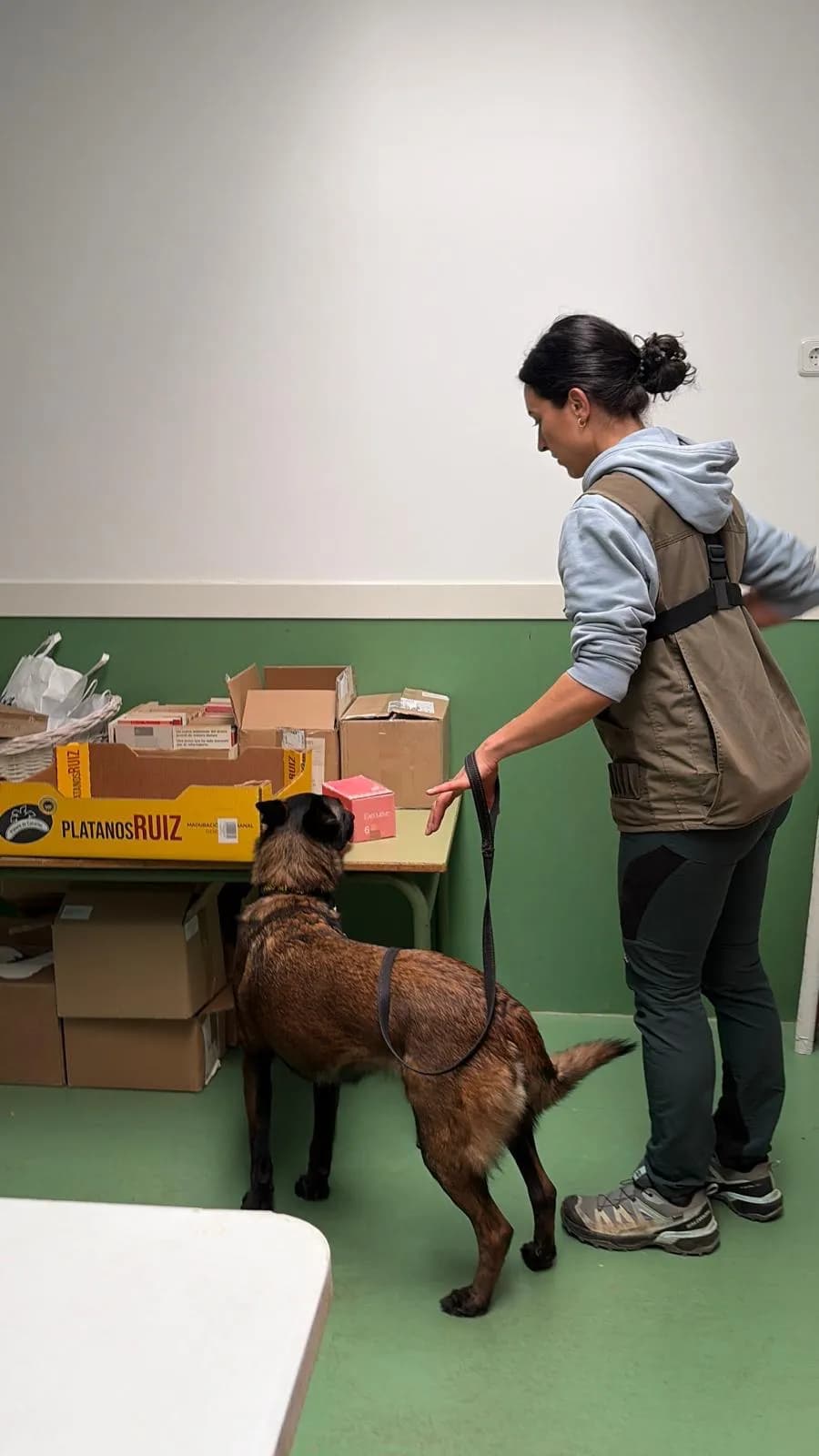 Perro buscando entre cajas y paquetes en interior